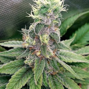 Zombie Death-Grow Journal