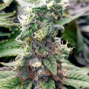 Zombie Death-Grow Journal