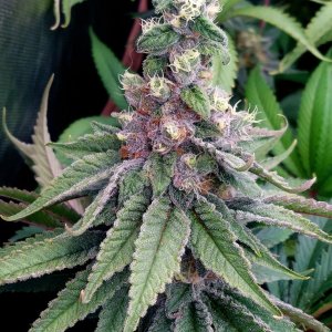 Zombie Death-Grow Journal