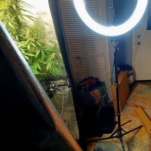 NEEWER 18 inch Ring Light