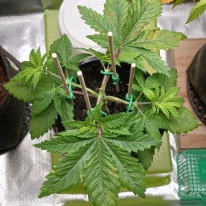 Viparspectra Grow 10 January 2023 Blueberry.jpg