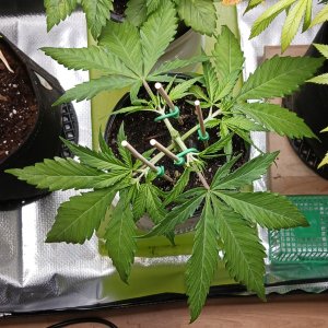 Viparspectra Grow 10 January 2023 Zkittlez.jpg