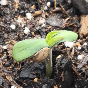 Mystery bean