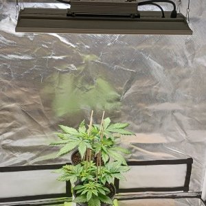 Viparspectra Grow 11 January 2023.jpg