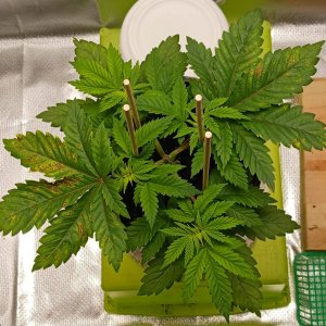 Viparspectra Grow 11 January 2023 Blueberry.jpg