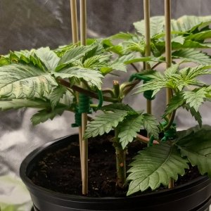 Viparspectra Grow 11 January 2023 Blueberry 1.jpg