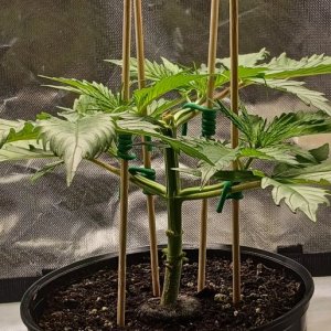 Viparspectra Grow 11 January 2023 Zkittlez 1.jpg