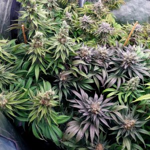 Sirius Black-Zombie Death-Grow Journal