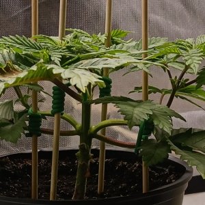 Viparspectra Grow 13 January 2023 Blueberry 1.jpg