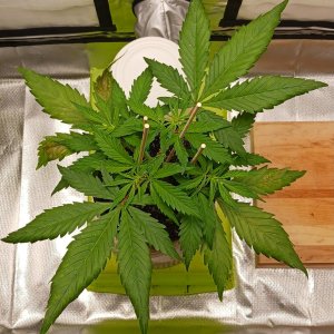 Viparspectra Grow 13 January 2023 Zkittlez.jpg