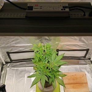 Viparspectra Grow 13 January 2023.jpg