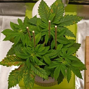 Viparspectra Grow 14 January 2023 Blueberry.jpg