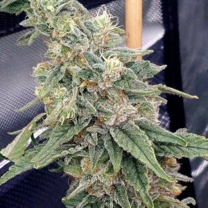 Gelato-K-Kannabia Seeds-Grow Journal