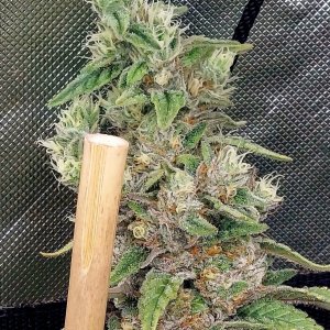 Gelato-K-Kannabia Seeds-Grow Journal