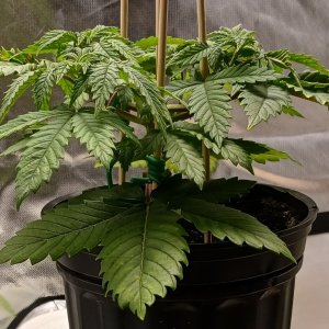 Viparspectra Grow 15 January 2023 Blueberry 1.jpg