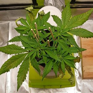 Viparspectra Grow 15 January 2023 Zkittlez.jpg