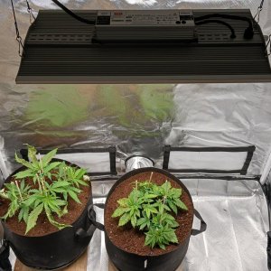 Viparspectra Grow 16 January 2023.jpg