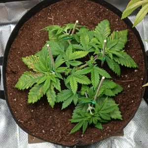 Viparspectra Grow 16 January 2023 Blueberry.jpg