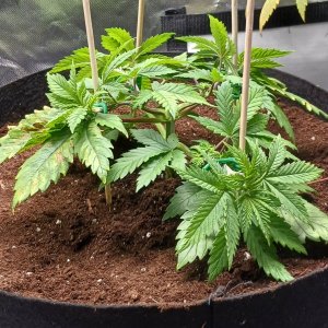 Viparspectra Grow 16 January 2023 Blueberry 1.jpg