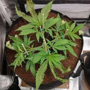 Viparspectra Grow 16 January 2023 Zkittlez 2.jpg