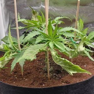 Viparspectra Grow 16 January 2023 Zkittlez 3.jpg