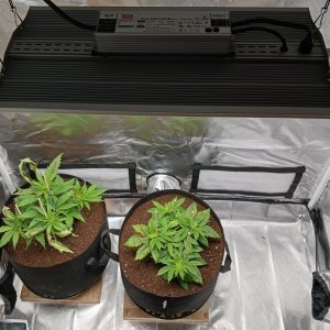 Viparspectra Grow 17 January 2023.jpg