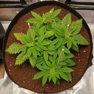 Viparspectra Grow 17 January 2023 Blueberry.jpg