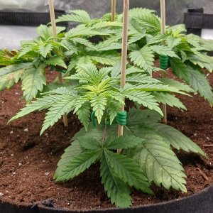 Viparspectra Grow 17 January 2023 Blueberry 1.jpg