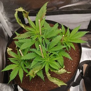 Viparspectra Grow 17 January 2023 Zkittlez.jpg