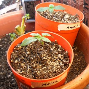 Woodsman's 2010 Outdoor - Two Baby Mazar Plants