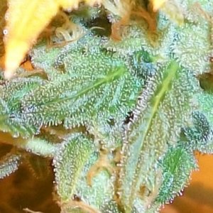 A_Trichomes_011