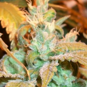 A_Trichomes_018