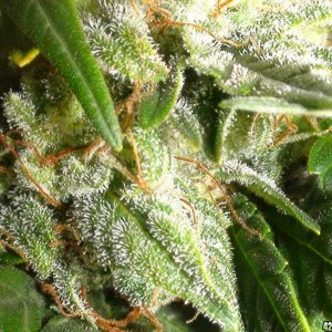 Trichs