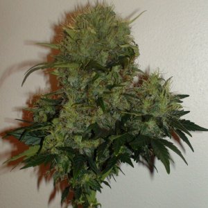 Whole bud