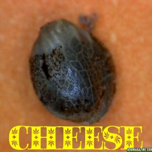 Cheese Seed - Self