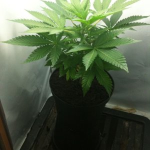 G13 Labs Killerbudd grow...