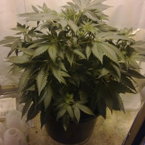 G13 Labs Killerbudd grow...