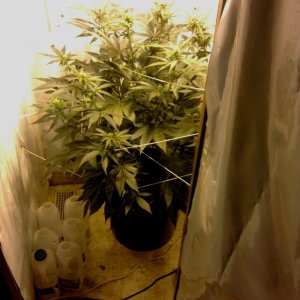 G13 Labs Killerbudd grow...