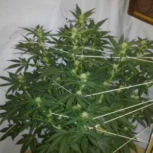 G13 Labs Killerbudd grow...