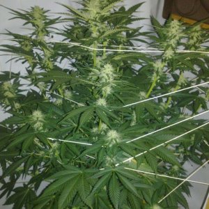 G13 Labs Killerbudd grow...