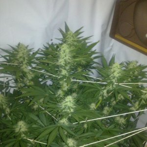 G13 Labs Killerbudd grow...