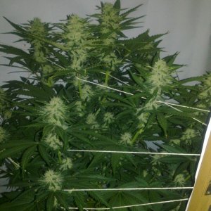 G13 Labs Killerbudd grow...