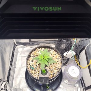 vivosun aerolight green crack auto topped above 4th node.jpg