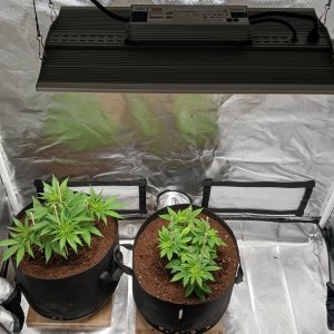 Viparspectra Grow 18 January 2023.jpg