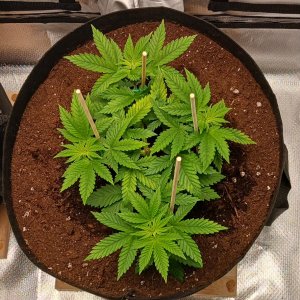 Viparspectra Grow 18 January 2023 Blueberry.jpg