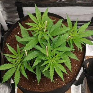 Viparspectra Grow 18 January 2023 Zkittlez.jpg