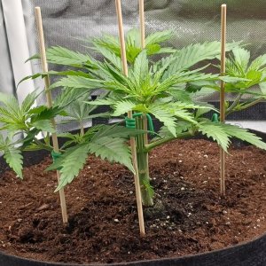 Viparspectra Grow 18 January 2023 Zkittlez 1.jpg