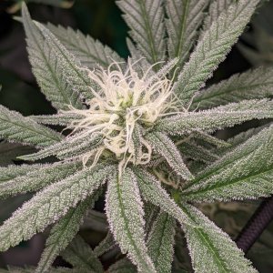 Grandmommy Purple - Herbies - Week 4 flower