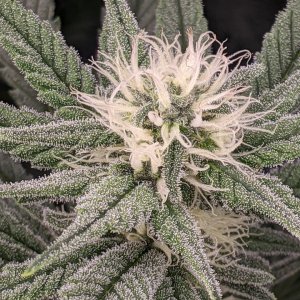 Grandmommy Purple - Herbies - Week 4 flower