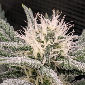 Grandmommy Purple - Herbies - Week 4 flower